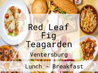 Red Leaf Fig Teagarden