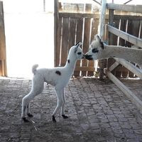 The Alpaca Loom Coffee Shop Weaving Studio